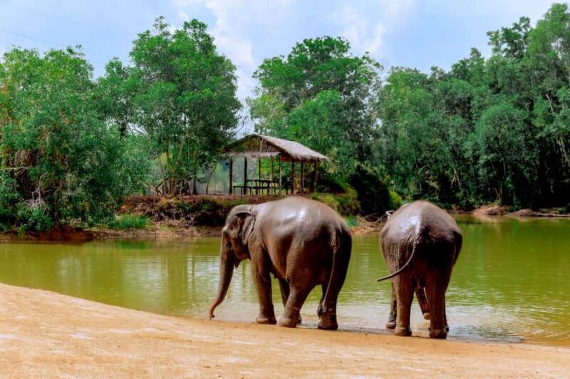 Phuket: Full-Day Ethical Elephant Sanctuary Tour with Lunch - Key Points
