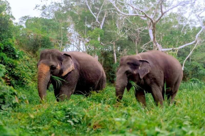 Phuket: Full-Day Ethical Elephant Sanctuary Tour with Lunch - The Sum Up