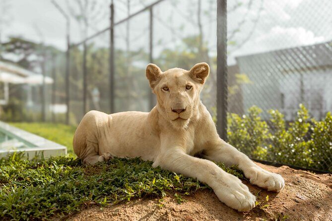 Phuket: Full-Day Tour with Phuket town, Temples, and Adventure - Local Flavors & Market Discoveries