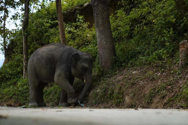 Phuket: Guide Tour to Patong Elephant Sanctuary - Why This Tour Works for You