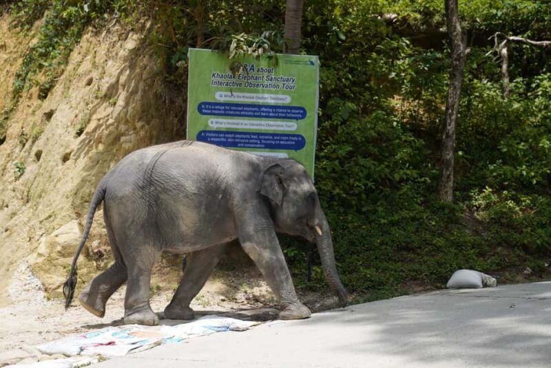 Phuket: Guide Tour to Patong Elephant Sanctuary - Practical Tips for Your Visit