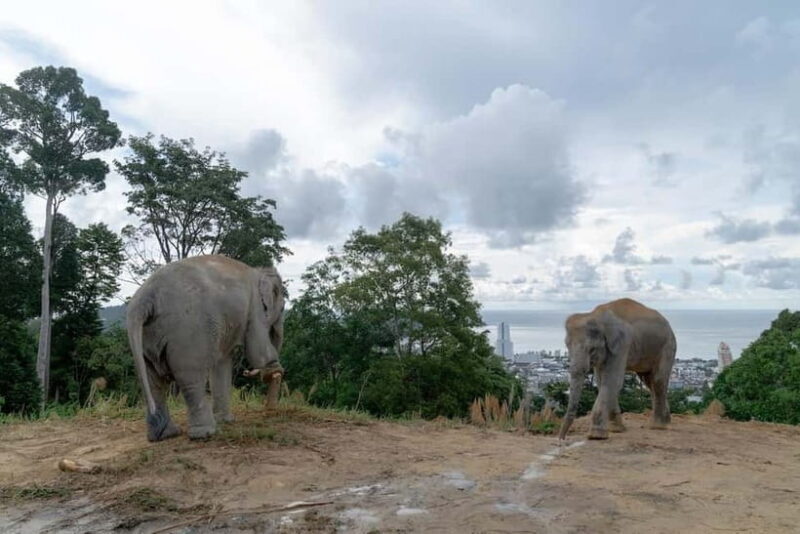 Phuket: Guide Tour to Patong Elephant Sanctuary - Who Should Consider This Tour?