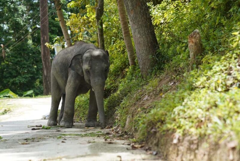 Phuket: Guided Tour to Elephant Sanctuary & Hotel Transfer - FAQ
