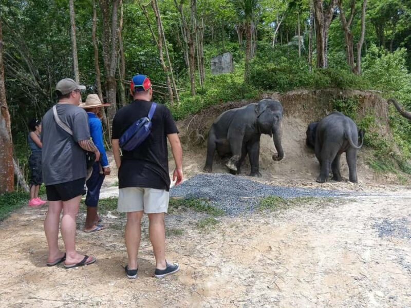 Phuket: Guided Tour to Elephant Sanctuary with Transfer - Key Points