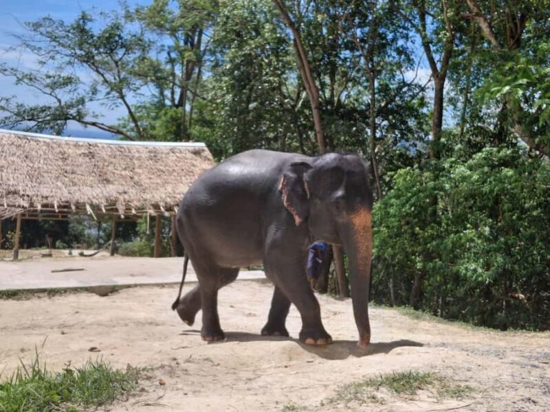 Phuket: Guided Tour to Elephant Sanctuary with Transfer - The Authentic Experience & What Sets It Apart