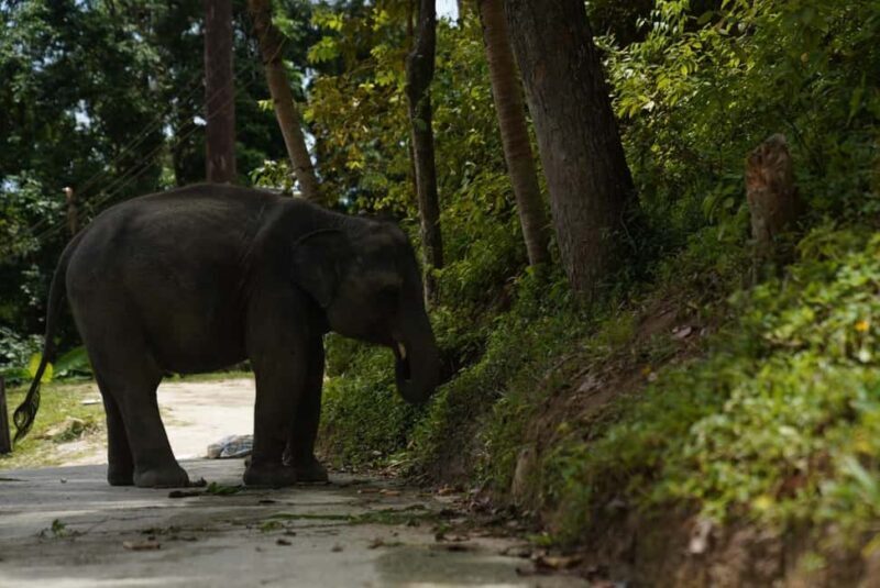 Phuket : Guided Tour to Elephant Sanctuary with Transfers - Who Is This Tour Best For?