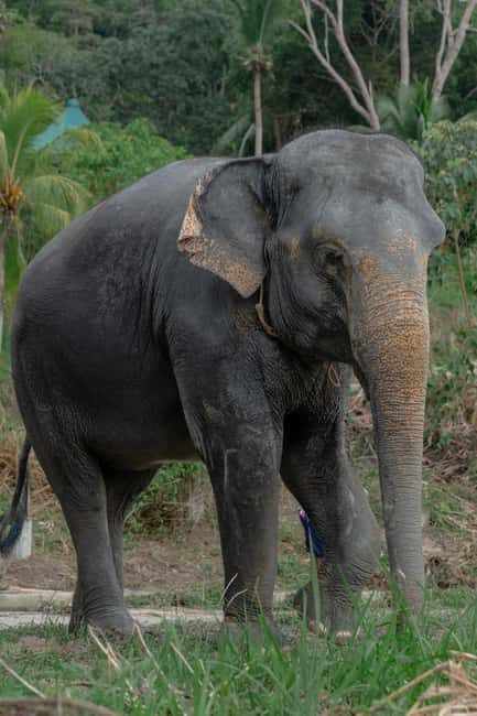 Phuket: Guided Walk Tour to Elephant Sanctuary with Transfer - Key Points