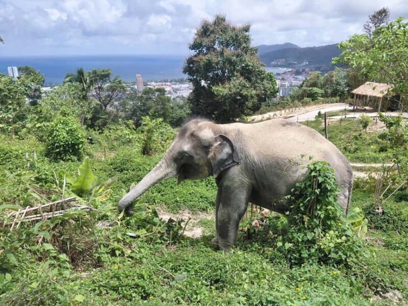 Phuket: Guided Walk Tour to Elephant Sanctuary with Transfer - What to Expect from This Elephant Sanctuary Tour
