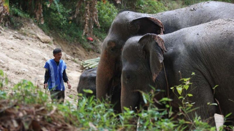 Phuket: Guided Walk Tour to Elephant Sanctuary with Transfer - Comparing Value and Other Experiences