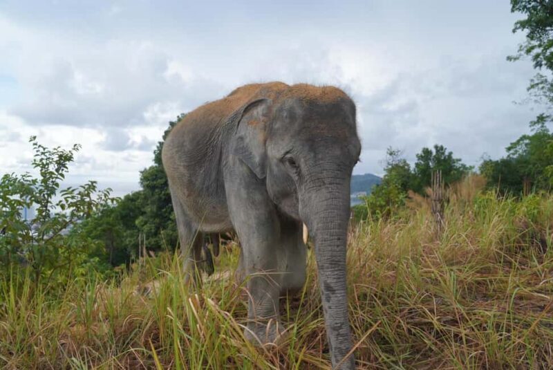 Phuket: Guided Walk Tour to Elephant Sanctuary with Transfer - Who Will Love This Tour?