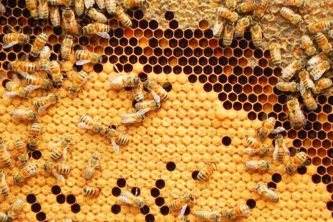 Phuket Half-Day City Tour with Big Buddha, Viewpoint & Temple - Who Will Love This Tour?