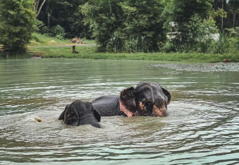 Phuket: Half-Day Elephant Explorer at Phuket Elephant Care - Why This Tour Stands Out