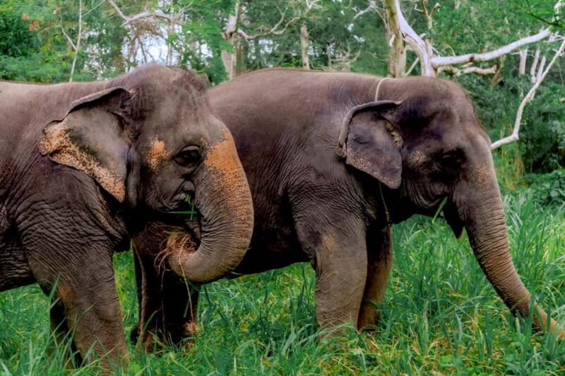 Phuket: Half-Day Ethical Elephant Sanctuary Tour with Lunch - What to Expect from the Phuket Elephant Sanctuary Tour