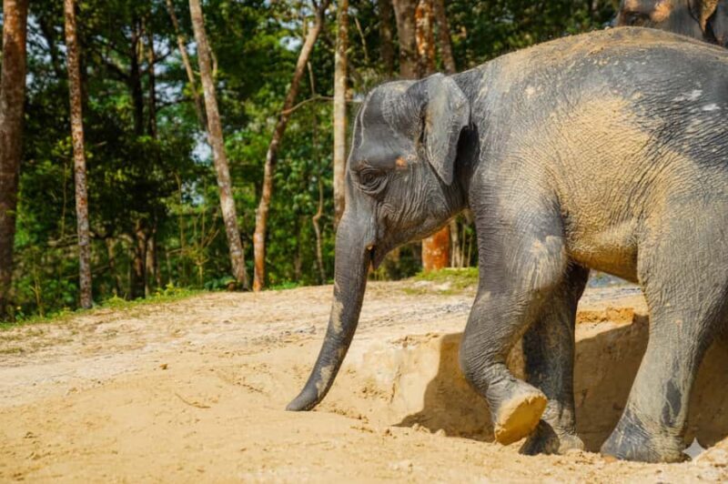 Phuket: Half-Day Ethical Elephant with Meal and Transfer - Key Points
