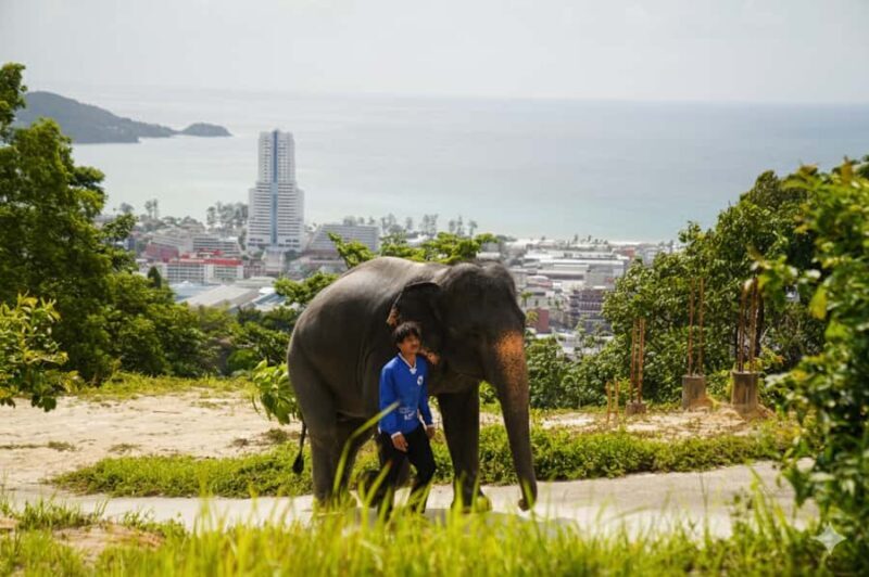 Phuket: Half-Day Ethical Elephant with Meal and Transfer - The Experience Breakdown: What You Can Expect