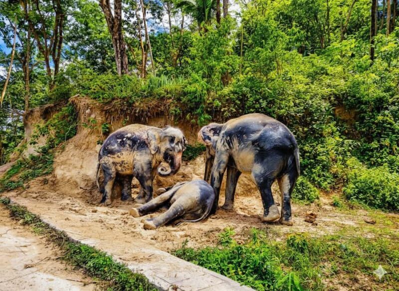 Phuket: Half-Day Ethical Elephant with Meal and Transfer - Price and Value: Is It Worth It?