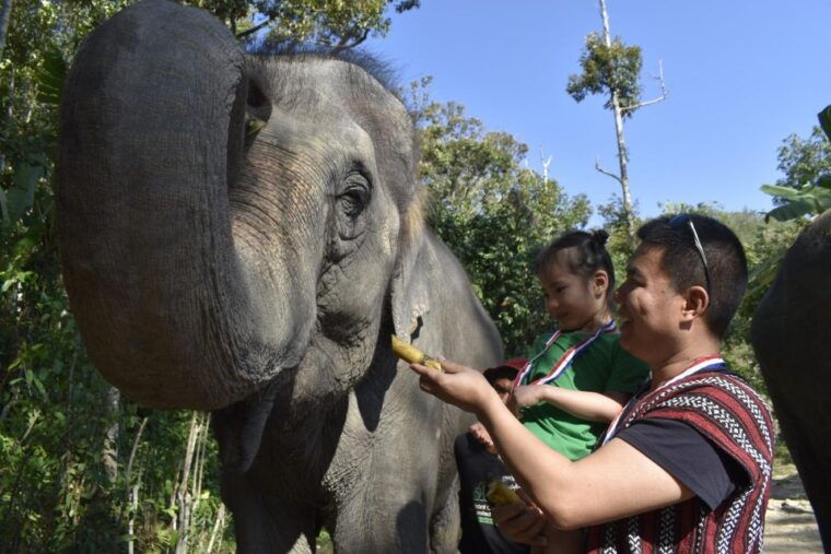 phuket-half-day-or-2-hour-ethical-elephant-care-sanctuary