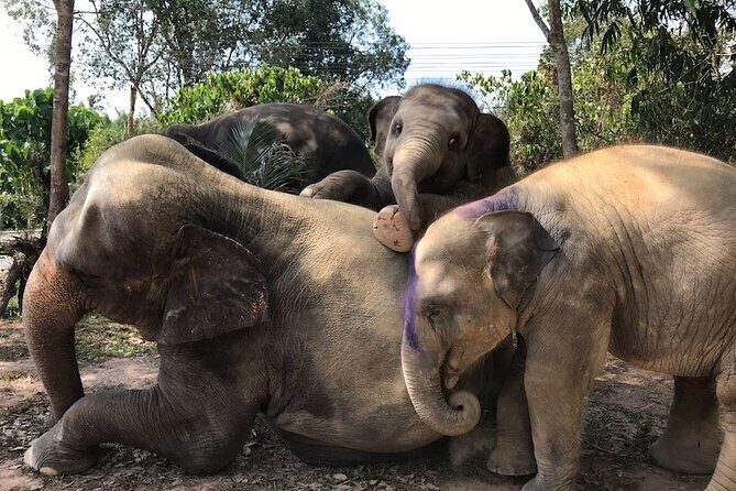 Phuket Half Day Private Luxury Transport - The Sum Up