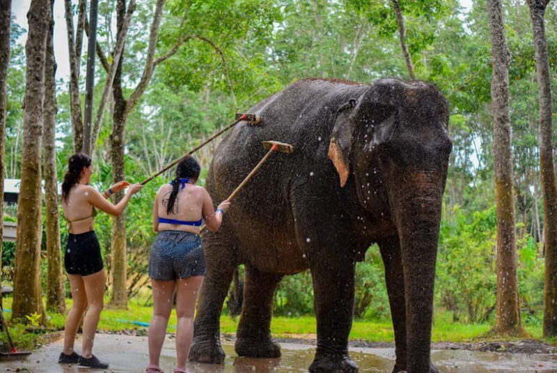 Phuket: Happy Hour Feed and Rain Shower with Elephant - Key Points