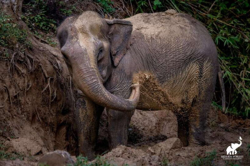 phuket-hidden-forest-elephant-reserve-with-meal-transfer