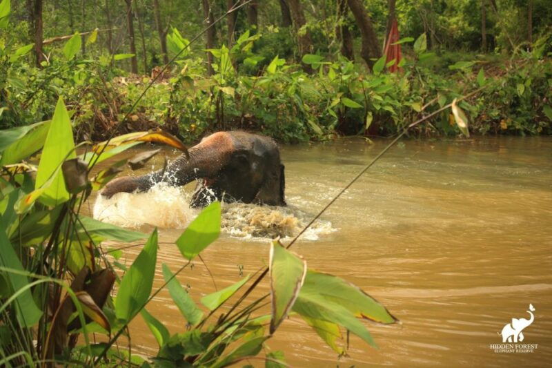 phuket-hidden-forest-elephant-reserve-with-meal-transfer