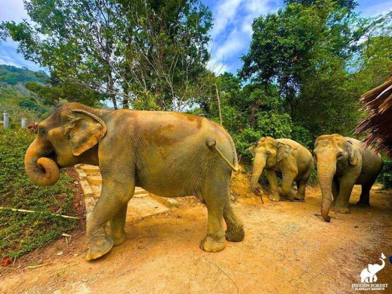 phuket-hidden-forest-elephant-reserve-with-meal-transfer