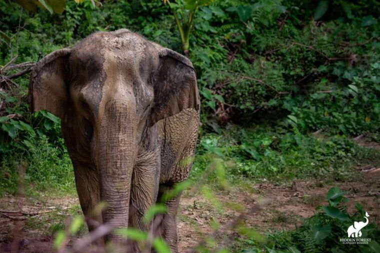phuket-hidden-forest-elephant-reserve-with-meal-transfer