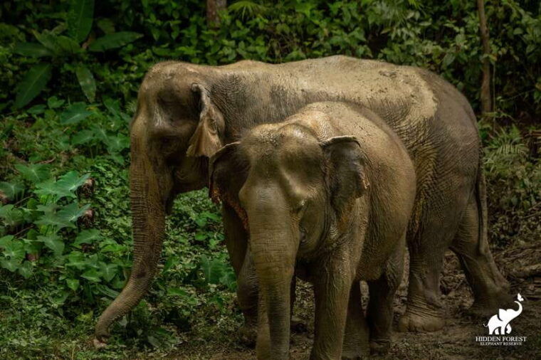 phuket-hidden-forest-elephant-reserve-with-meal-transfer