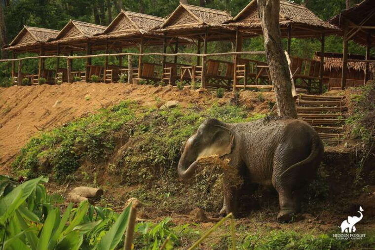 phuket-hidden-forest-elephant-reserve-with-meal-transfer