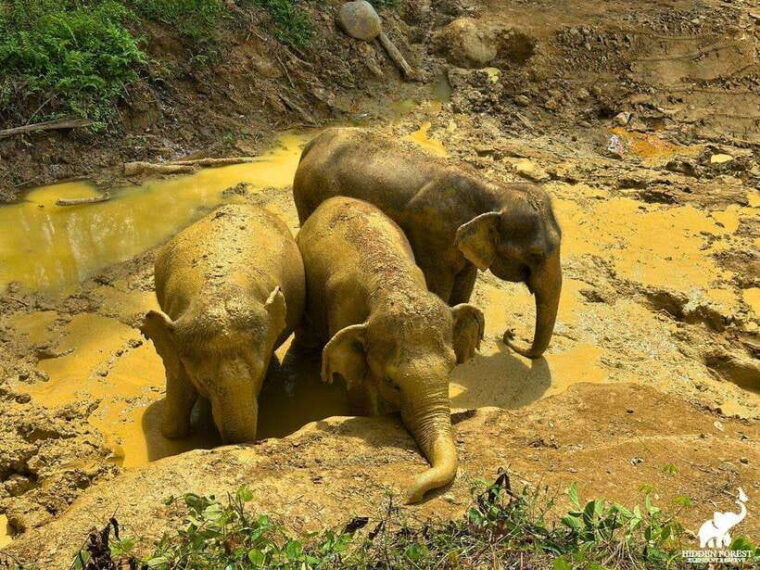 phuket-hidden-forest-elephant-reserve-with-meal-transfer