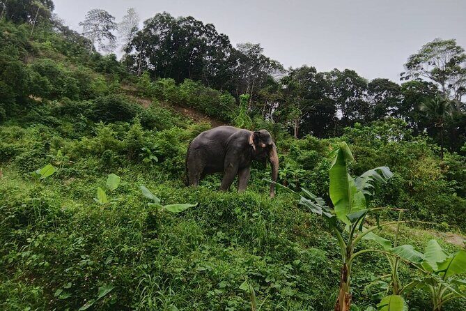Phuket Highlight Tour Big Buddha Temple and Elephant Sanctuary - Key Points