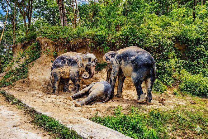 Phuket Highlight Tour Big Buddha Temple and Elephant Sanctuary - A Full Breakdown of the Tour Experience