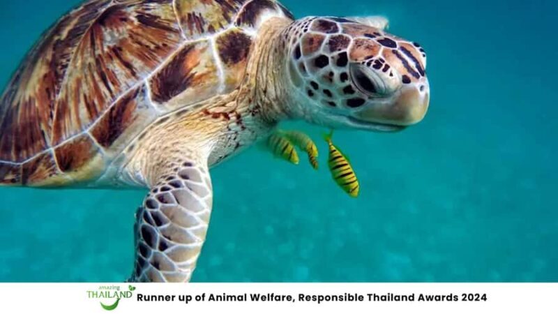 Phuket: Highlights Sea Turtle Center, Rafting ,Temple Tour - An Overview of the Tour Experience