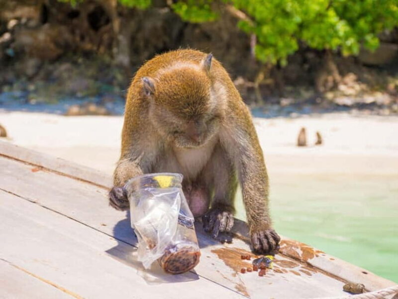 Phuket: James Bond Island Sea Canoe with lunch by Big Boat - Discovering the Best of Phang Nga Bay: The James Bond Island Sea Canoe Tour