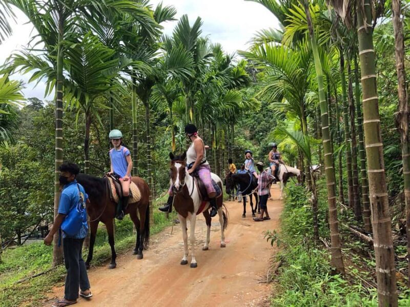 Phuket Jungle Horseback Ride with Scenic Forest Views - Exploring Phuket’s Countryside on Horseback