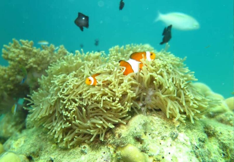 Phuket Kahung Beach (Koh Hey) & Racha Island By Speed Boat - An In-Depth Look at the Tour Experience