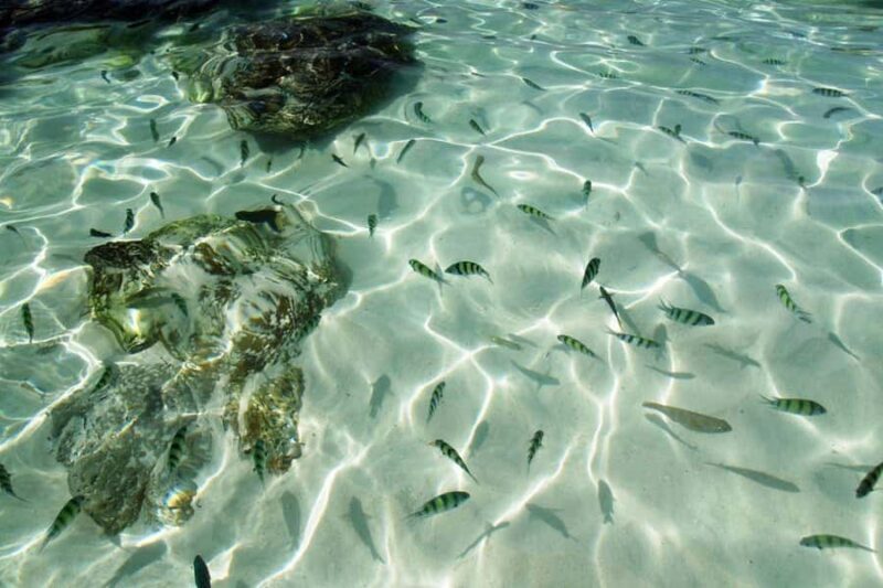 Phuket: Khai Islands Speedboat Half-Day Tour With Snorkeling - The Sum Up