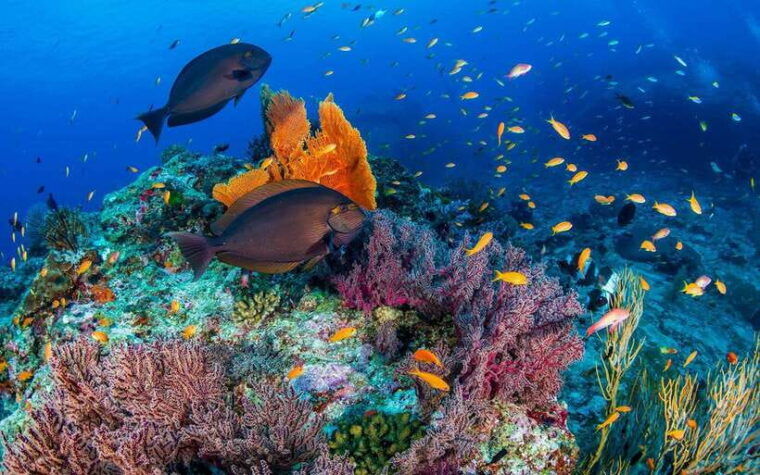 phuket-khao-lak-similan-island-adventure-tour