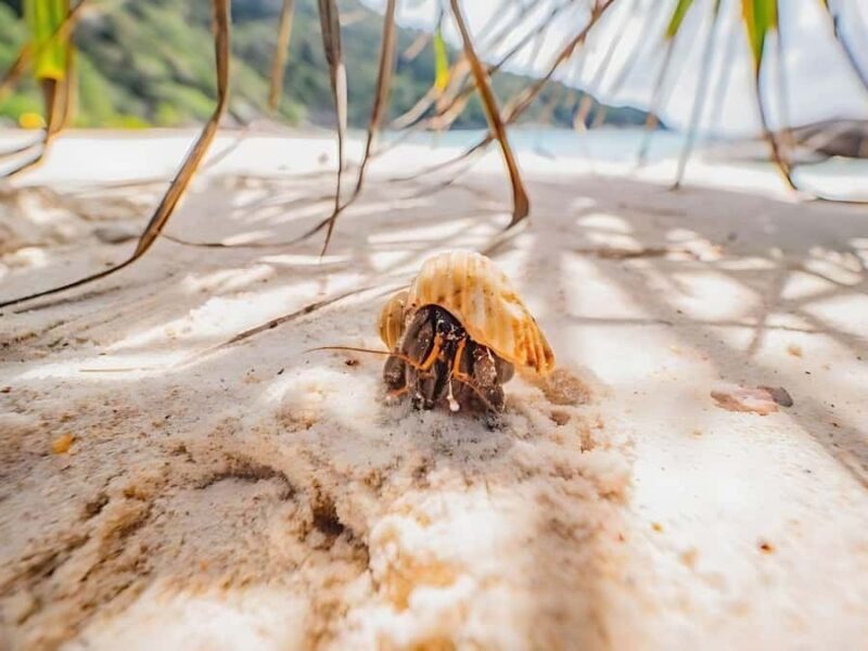 Phuket/Khao Lak: Similan Islands by Speedboat - The Views and Photo Opportunities