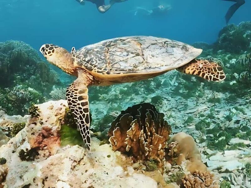 Phuket/Khao Lak: Similan Islands by Speedboat - Practical Tips for Booking and Preparation