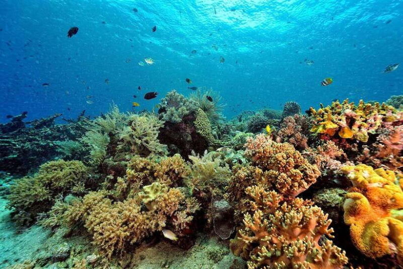 phuket-khao-lak-similan-islands-speedboat-tour-with-lunch