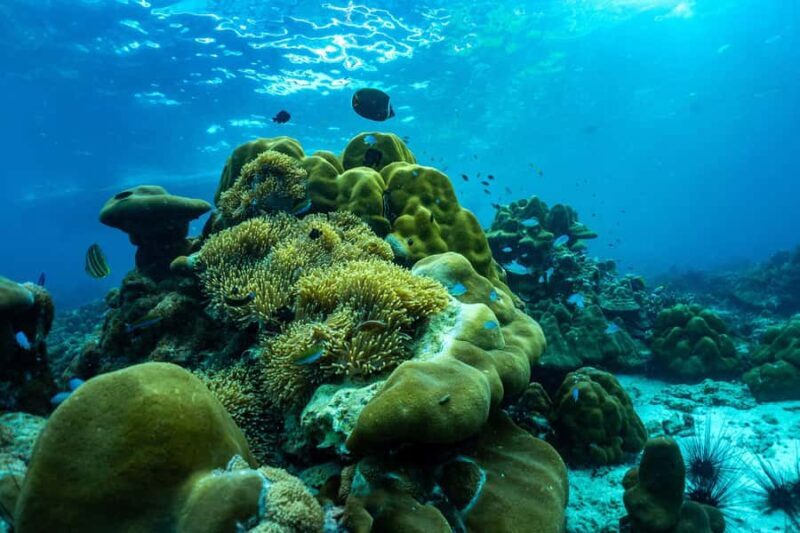 Phuket/Khao Lak: Snorkeling Trip to Phi Phi & Bamboo Islands - The Sum Up