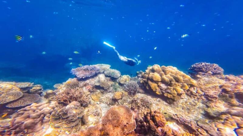 Phuket/Khao Lak: Surin Islands 3-Reef Snorkel Masterpiece - Key Points