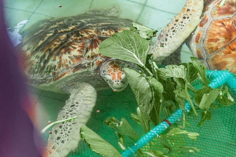 Phuket: Khao Lak Tour with Bamboo Raft, ATV, Zipline & Lunch - Who Is This Tour Best Suited For?