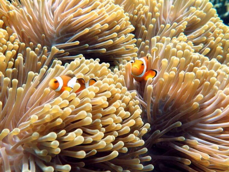 phuket-khaolaksimilan-islands-day-trip-with-snorkeling-tour