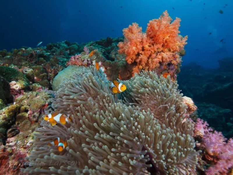 Phuket: Koh Rok and Koh Ha Day Trip (Best of Marine Park) - Exploring the Best of Marine Park: Koh Rok and Koh Ha Day Trip from Phuket