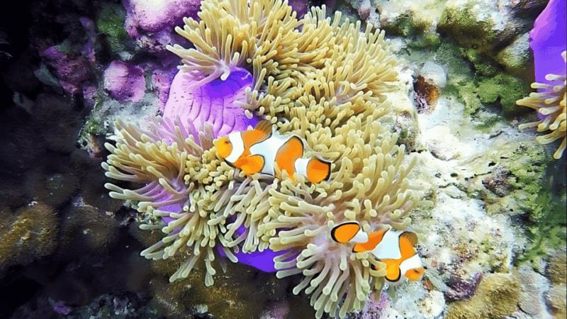 phuket-koh-rok-and-koh-haa-islands-queen-of-andaman