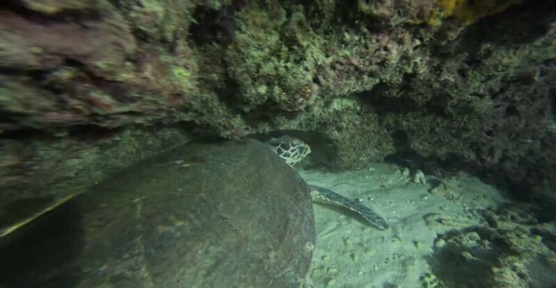 Phuket: Night Dive with Coral Reef - The Itinerary: What to Expect During Your Night Dive