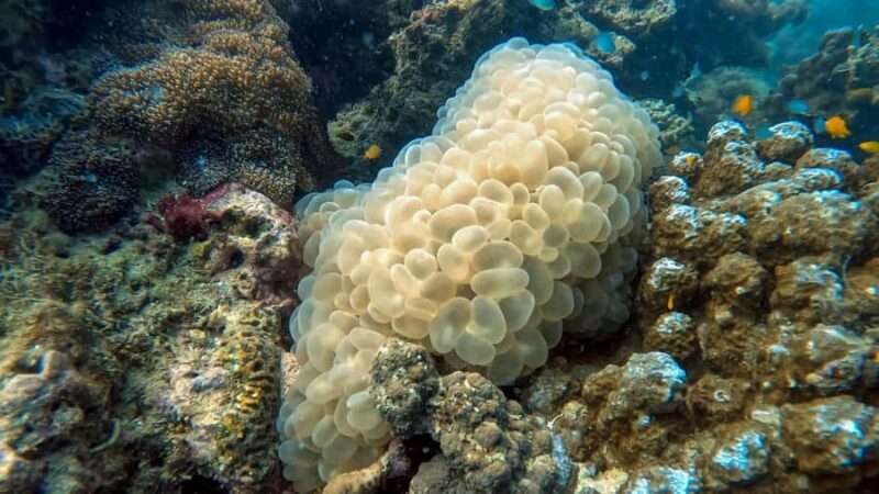 Phuket: Night Dive with Coral Reef - The Logistics: Timing, Group Size, and Practical Details