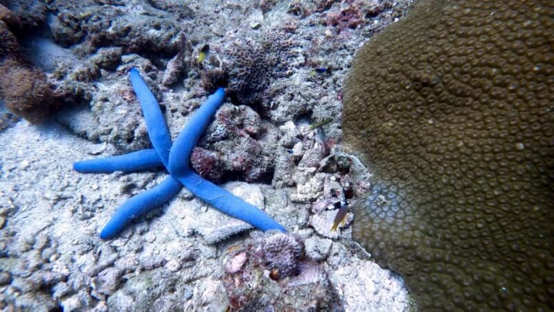 Phuket: Night Dive with Coral Reef - The Experience for Different Types of Travelers